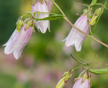 3160_8825_Campanula_punctata_Elizabeth__5.JPG