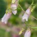 3160_8825_Campanula_punctata_Elizabeth__5.JPG