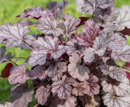 3180_8958_Heuchera_Milan_2.JPG