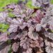 3180_8958_Heuchera_Milan_2.JPG