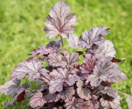 3180_8959_Heuchera_Milan.JPG