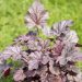 3180_8959_Heuchera_Milan.JPG