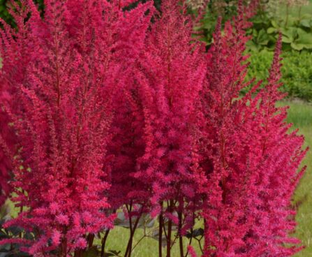 3240_9364_Astilbe_Mighty_Chocolate_Cherry-1-D.JPG