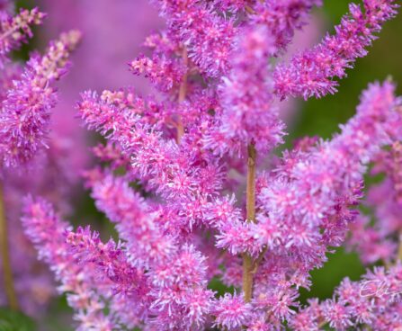 3242_10362_Astilbe_chinensis_Black_Pearls_hiina_astilbe_2.jpg