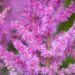 3242_10362_Astilbe_chinensis_Black_Pearls_hiina_astilbe_2.jpg