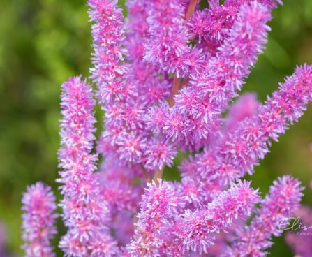 3242_10363_Astilbe_chinensis_Black_Pearls_hiina_astilbe_3.jpg