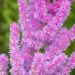 3242_10363_Astilbe_chinensis_Black_Pearls_hiina_astilbe_3.jpg