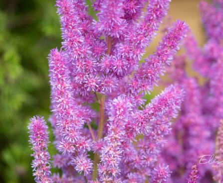 3242_10364_Astilbe_chinensis_Black_Pearls_hiina_astilbe_4.jpg