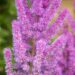 3242_10364_Astilbe_chinensis_Black_Pearls_hiina_astilbe_4.jpg