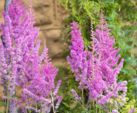 3242_10365_Astilbe_chinensis_Black_Pearls_hiina_astilbe_.jpg