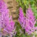 3242_10365_Astilbe_chinensis_Black_Pearls_hiina_astilbe_.jpg