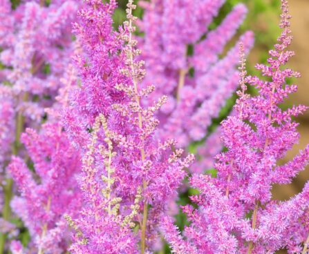 3242_10366_Astilbe_chinensis_Black_Pearls_hiina_astilbe.jpg