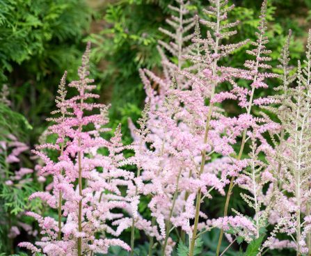 3243_10352_Astilbe_chinensis_Glitter_and_Glamour__hiina_astilbe_2.jpg