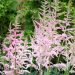 3243_10352_Astilbe_chinensis_Glitter_and_Glamour__hiina_astilbe_2.jpg