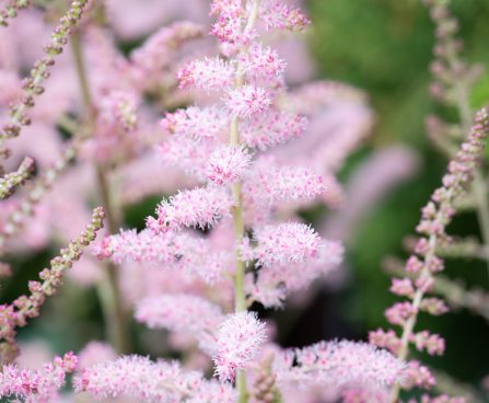 3243_10353_Astilbe_chinensis_Glitter_and_Glamour__hiina_astilbe_3.jpg