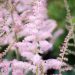 3243_10353_Astilbe_chinensis_Glitter_and_Glamour__hiina_astilbe_3.jpg