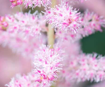 3243_10354_Astilbe_chinensis_Glitter_and_Glamour__hiina_astilbe_4.jpg