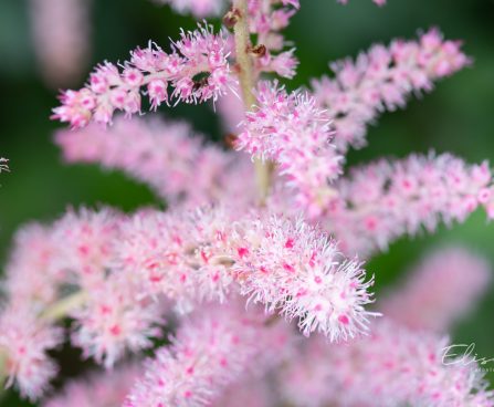 3243_10355_Astilbe_chinensis_Glitter_and_Glamour__hiina_astilbe_5.jpg