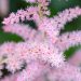 3243_10355_Astilbe_chinensis_Glitter_and_Glamour__hiina_astilbe_5.jpg