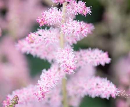 3243_10356_Astilbe_chinensis_Glitter_and_Glamour__hiina_astilbe.jpg