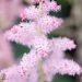 3243_10356_Astilbe_chinensis_Glitter_and_Glamour__hiina_astilbe.jpg