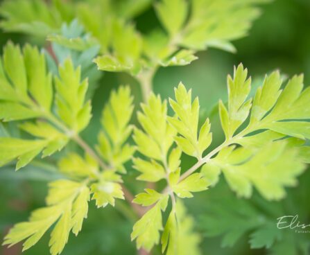 3250_10081_Dicentra_formosa_Spring_Gold__kaunis_murtudsuda.jpg