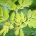 3250_10081_Dicentra_formosa_Spring_Gold__kaunis_murtudsuda.jpg