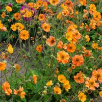 3253_9380_Geum_Totally_Tangerine-2-D.JPG