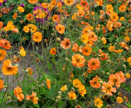 3253_9380_Geum_Totally_Tangerine-2-D.JPG