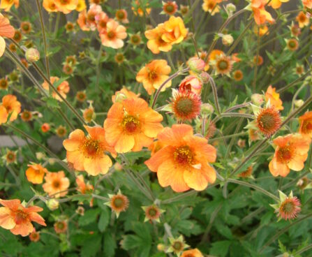 3253_9381_Geum_Totally_Tangerine-1-D.JPG