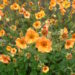 3253_9381_Geum_Totally_Tangerine-1-D.JPG