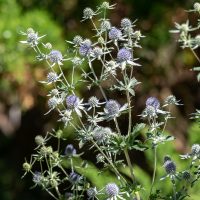 3254_10870_Eryngium_planum_lamedalehine_ogaputk.jpg