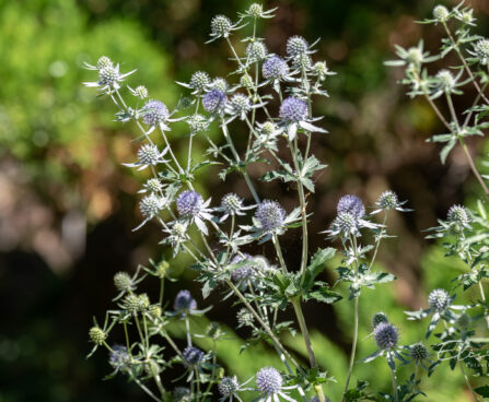 3254_10870_Eryngium_planum_lamedalehine_ogaputk.jpg