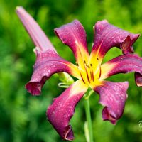 3256_10252__Hemerocallis_Dancing_on_Airpaevaliilia_3.jpg