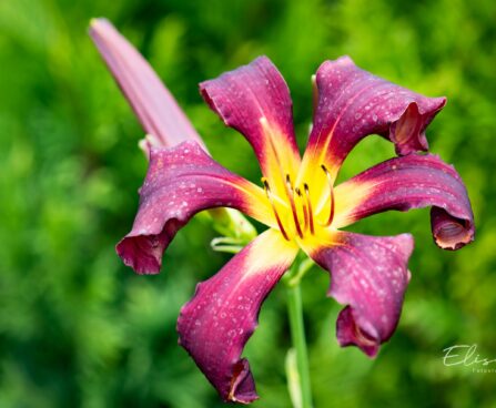 3256_10252__Hemerocallis_Dancing_on_Airpaevaliilia_3.jpg