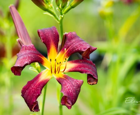 3256_10253_Hemerocallis_Dancing_on_Air_paevaliilia.jpg