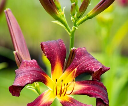 3256_10254_Hemerocallis_Dancing_on_Air_paevaliilia_2.jpg