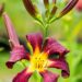 3256_10254_Hemerocallis_Dancing_on_Air_paevaliilia_2.jpg