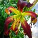 3256_9386_Hemerocallis_Dancing_on_Air-1-D.JPG