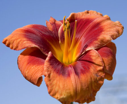 3258_9388_Hemerocallis_Frank_Smith-1-D.jpg