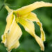 3260_10991_Hemerocallis_Heavenly_Flight_of_Angels_paevaliilia.jpg