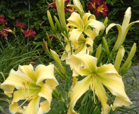 3260_9390_Hemerocallis_Heavenly_Flight_of_Angels-1-D.jpg