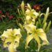 3260_9390_Hemerocallis_Heavenly_Flight_of_Angels-1-D.jpg