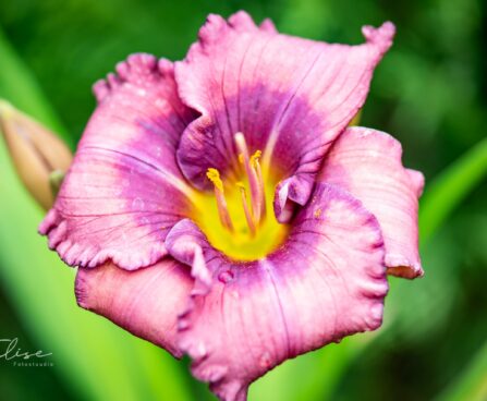 3261_10255_Hemerocallis_Lavender_Blue_Baby_paevaliilia_2.jpg