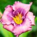 3261_10255_Hemerocallis_Lavender_Blue_Baby_paevaliilia_2.jpg