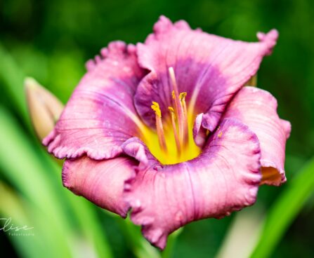 3261_10256_Hemerocallis_Lavender_Blue_Babypaevaliilia_.jpg