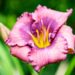 3261_10256_Hemerocallis_Lavender_Blue_Babypaevaliilia_.jpg