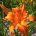 3263_9395_Hemerocallis_Primal_Scream-1-D.jpg