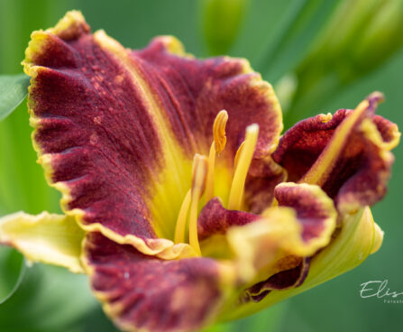 3264_10952_Hemerocallis_Snaggle_Tooth_paevaliilia.jpg