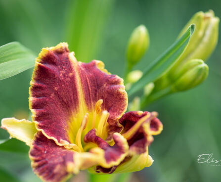 3264_10953_Hemerocallis_Snaggle_Tooth_paevaliilia_2.jpg